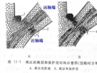 世界上最快的材料剥落技术可用于光致动器生产