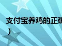 支付宝养鸡的正确方法（支付宝养鸡在哪里养）