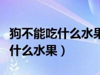 狗不能吃什么水果会损伤狗的肾脏（狗不能吃什么水果）