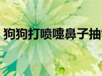 狗狗打喷嚏鼻子抽气（狗狗打喷嚏怎么回事）