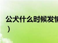 公犬什么时候发情呢（母犬一般什么时候发情）