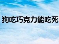 狗吃巧克力能吃死吗（狗狗吃巧克力会死吗）