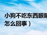 小狗不吃东西眼睛有分泌物（小狗不吃东西是怎么回事）