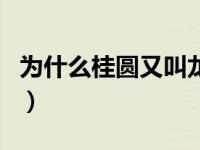 为什么桂圆又叫龙眼呢（龙眼为什么又叫桂圆）