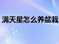 满天星怎么养盆栽注意事项（满天星怎么养）