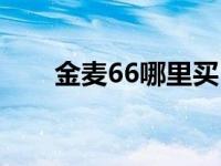 金麦66哪里买（金麦66亩产量多少）