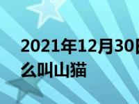 2021年12月30日最新发布:三菱帕杰罗为什么叫山猫