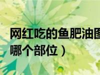 网红吃的鱼肥油图片（网红吃的鱼肥油是鱼的哪个部位）