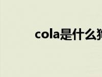 cola是什么狗（rocco是什么狗）